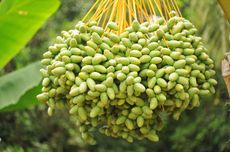 date palm trees with green dates at shallow depth of focus