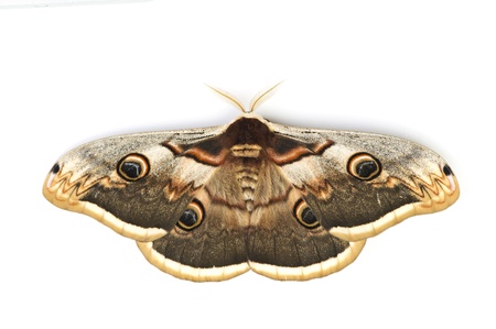 closeup view of a beautiful butterfly with georgoud pattern の写真素材