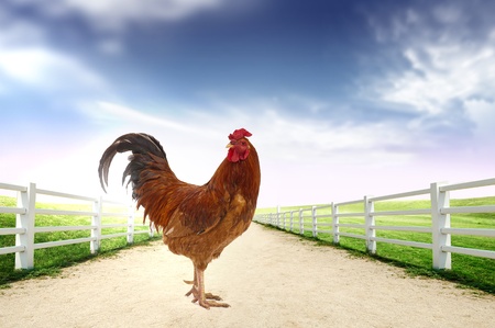 Rooster in the farm Early Morning 