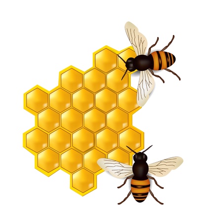 honeycombs with honey bees のイラスト素材