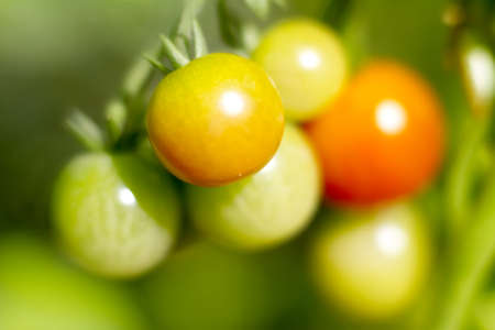 Growing tomatoesの写真素材