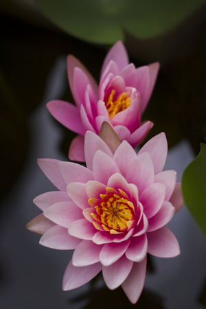 Lotus blossom with bee insideの写真素材