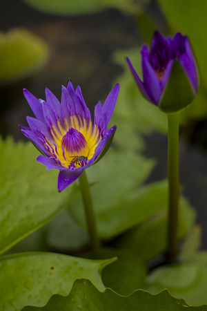 Lotus blossom with bee insideの写真素材