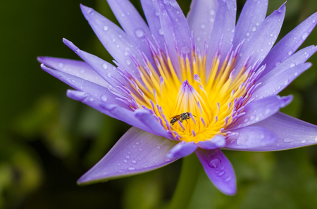 Lotus blossom with bee insideの写真素材