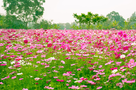 Cosmos flower fields in Jim Thomson farm, North-east of Thailandの写真素材