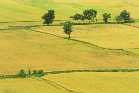 Natural rice field North-east of Thailand