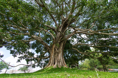 Giant Bodhi tree, Anuradhapura, Sri LankaTaken 24 Jan 2014のeditorial素材