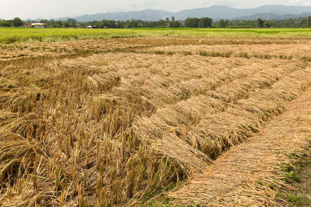 rice field  in harvest,  Northern of Thailandの写真素材