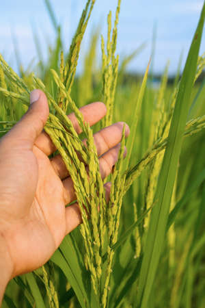 rice field in Northern Thailandの写真素材