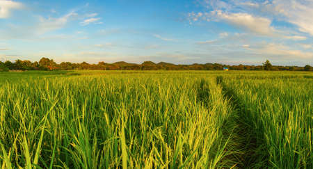 rice field in Northern Thailandの写真素材