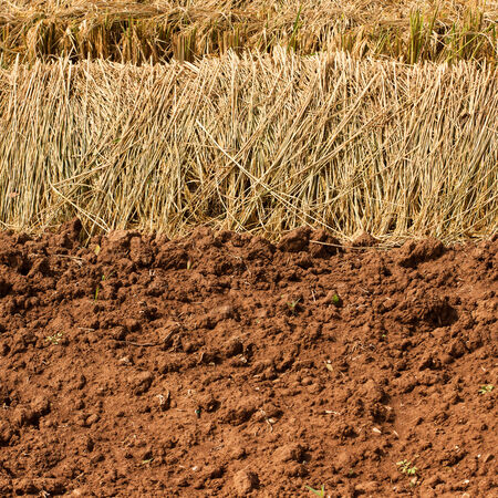 soil prepared for agriculture in northern thailandの写真素材
