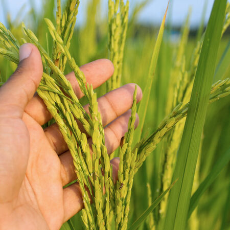 rice field in thailandの写真素材