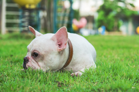french bulldog play on the grass fields. focus on its eye.の写真素材
