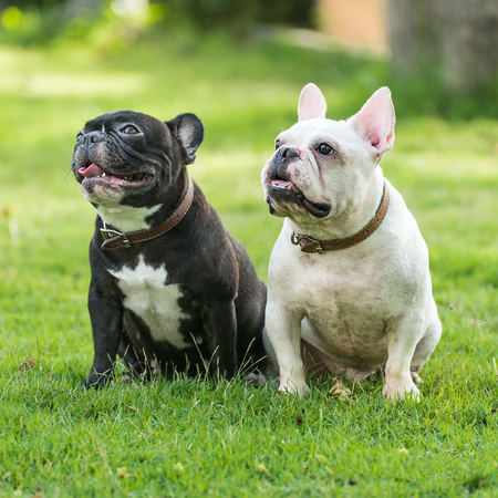 Two french bulldog (black and white) play on the grass fields.の写真素材