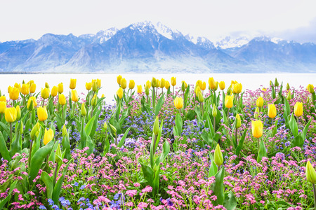 yellow tulips with lake and snow mountain backgroundの写真素材