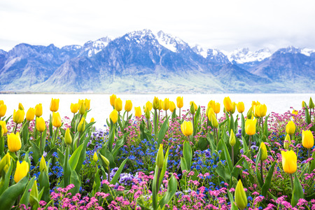yellow tulips with lake and snow mountain backgroundの写真素材