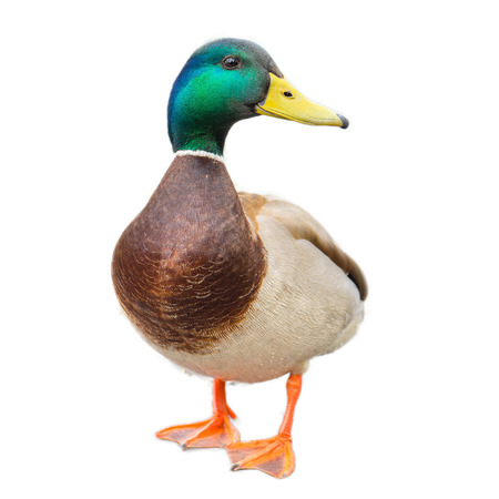 male mallard duck on white background with work pathsの写真素材