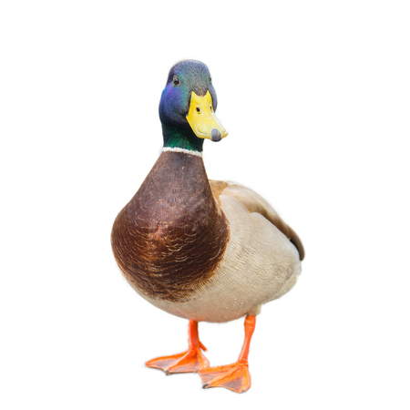 male mallard duck on white background with work pathsの写真素材