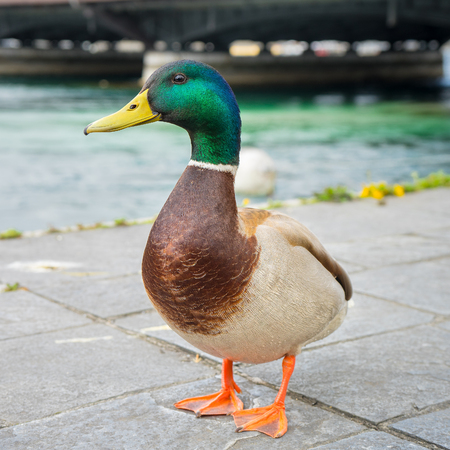 The male mallard duck stand on the lakeside walk way in Geneva, Switzerland. Image with Pont du Mont-Blanc bridge in backgroundの写真素材