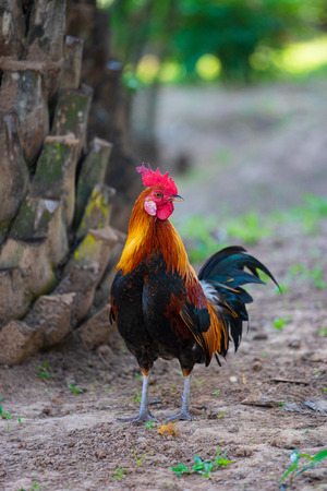 A close-up of colorful rooster with red cockscomb, native breed chicken in southeast asia.の写真素材