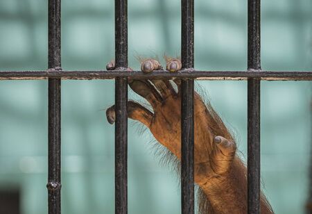 Close-up of orangutan's hand climbing the cage.