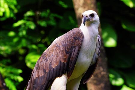 Portrait of white-bellied sea-eagle in open zoo.の写真素材