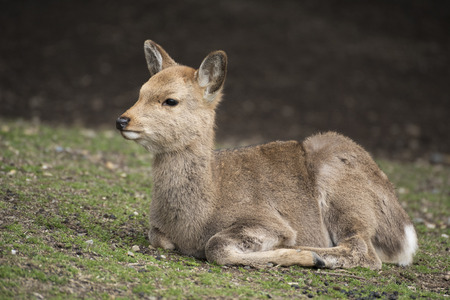 A portrait of local Japan baby deers in nara park. world heritage city in Japanのeditorial素材