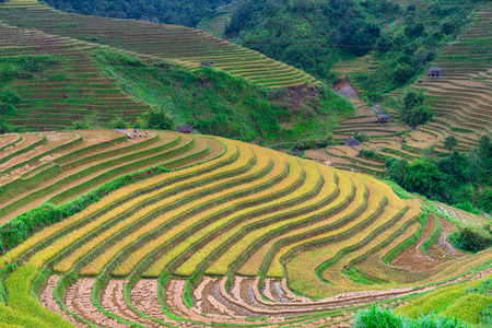 Mu Cang Chai, Vietnam - October 5, 2019 : Terraced rice field in harvest season in Mu Cang Chai, northern of Vietnam.のeditorial素材