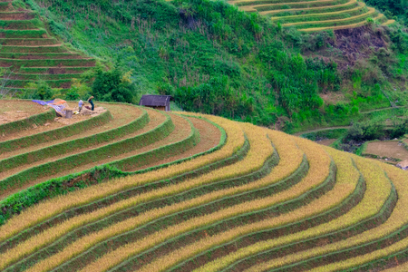 Mu Cang Chai, Vietnam - October 5, 2019 : Terraced rice field in harvest season in Mu Cang Chai, northern of Vietnam.のeditorial素材