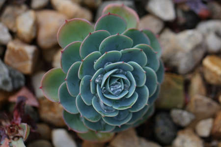 the blue sky stone rosesの写真素材