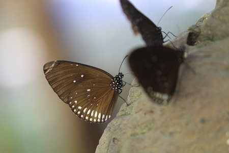 brown color with white spot butterfly on rockの写真素材