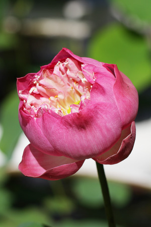 macro Pink lotus blossomの写真素材