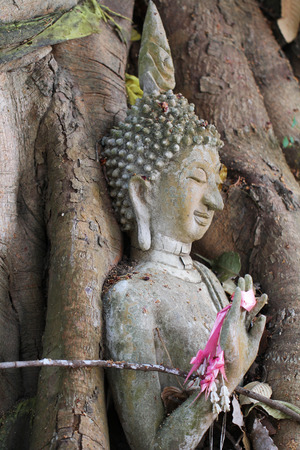 close-up ancient stone Buddha statue trapped in Tree roots at historical park, Thailandの写真素材