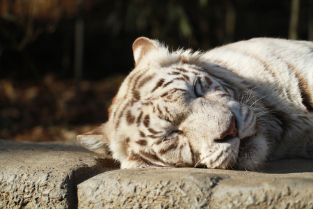 sleeping White wild Tiger on the rock in the Forestの写真素材