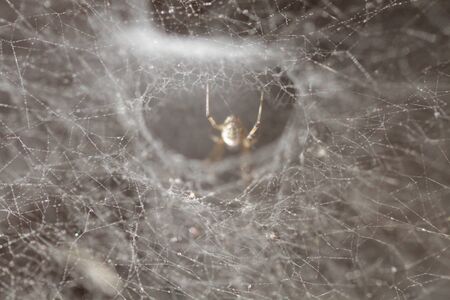 Spider bottom on lighten spider web in the sunshine and darkness, abstract spinning universe pattern, black hole backgroundsの写真素材