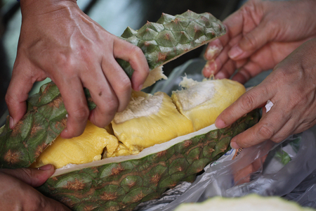 Peeling organic rare Durian by chef's hands at freshness Fruit vendor shop, homemade design gourmet, advertisement backgrounds,の写真素材