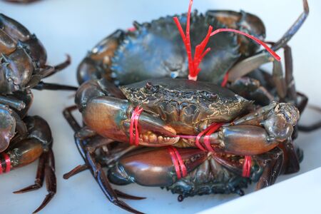Group of captured living Freshwater crab, banded shell animal in ocean fresh market seafood restaurant, pregnant seafood, delicious gourmetの写真素材