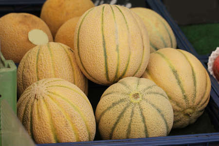 Group of freshness yellow melon from organic farm selling at retail opened market, homemade garden tree in the field backgroundsの写真素材