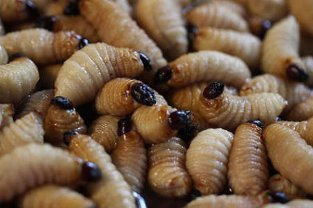 Group of oragnic Living edible palm weevil larvae (Rhynchophorus phoenicis), Rhinoceros beetle at traditional food market in the national jungle forest, protein source, advertisement backgroundsの写真素材