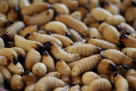 Group of oragnic Living edible palm weevil larvae (Rhynchophorus phoenicis), Rhinoceros beetle at traditional food market in the national jungle forest, protein source, advertisement backgroundsの写真素材