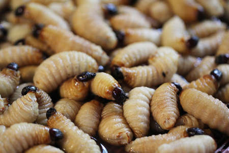 Group of oragnic Living edible palm weevil larvae (Rhynchophorus phoenicis), Rhinoceros beetle at traditional food market in the national jungle forest, protein source, advertisement backgroundsの写真素材