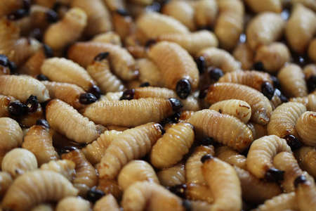 Group of oragnic Living edible palm weevil larvae (Rhynchophorus phoenicis), Rhinoceros beetle at traditional food market in the national jungle forest, protein source, advertisement backgroundsの写真素材