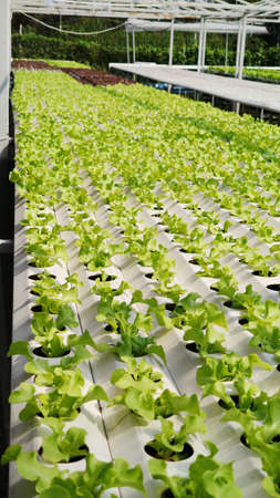 Hydroponic freshness vegetable in a garden, commercial farming Sustainable, advertisement backgroundsの写真素材