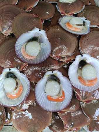 A pile of raw fresh bi-valve shellfish with a flat, fanned bottom shell at seafood market, giant sea shell restaurant, advertisement backgroundsの写真素材