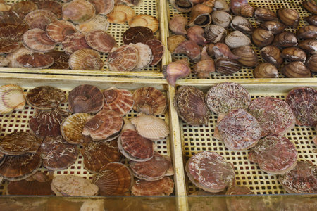 Fresh live scallops displayed in trays at a seafood market in Sapporo, Hokkaido, Japan, freshness...