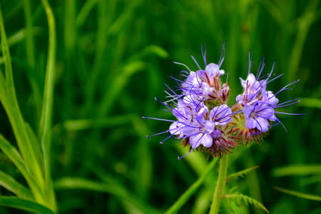 Purple Blossomの写真素材