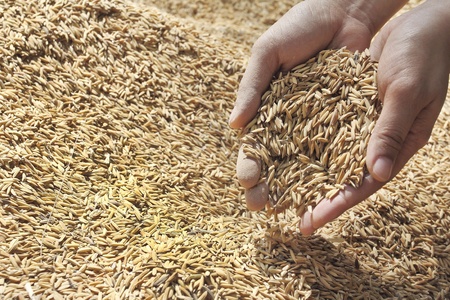 Pour rice on hand  の写真素材