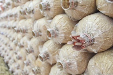 Mushrooms Growing In A Farm の写真素材