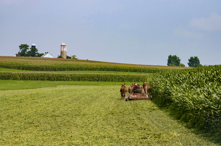 Amish Farmers Harvesting the Crop on a Sunny Summer Day with Horses Pulling the Farm Equipment. 2の写真素材