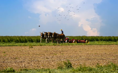 Amish Worker Harvesting His Crop Fines Birds, While his Horses Pull his Equipmentの写真素材